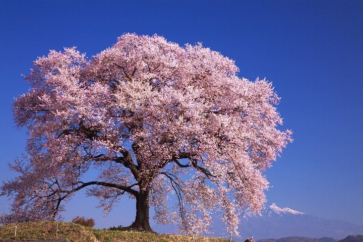 神奈川県発 山梨桜の名所めぐり日帰りバスツアー参加者募集中 神奈川県発の日帰りバスツアー案内所